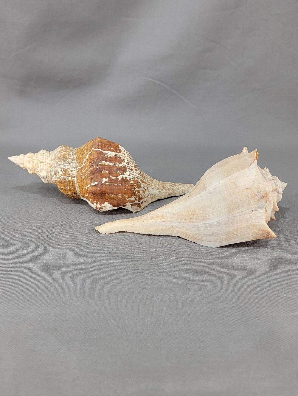 Vtg Whelk Horse Conch Shell Seashell Mixed Lot 2 Beach Nautical Craft Decor